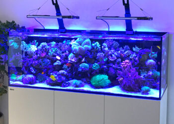 Quand changer l'eau de l'aquarium ?