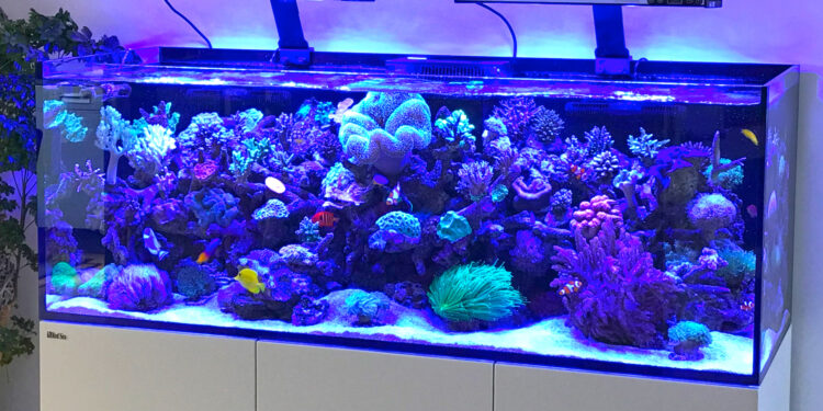 Quand changer l'eau de l'aquarium ?