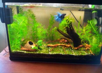 Quand changer l'eau de l'aquarium combattant ?