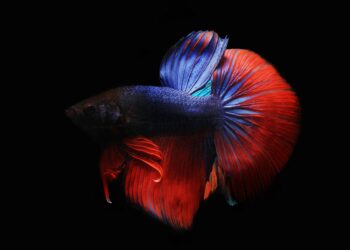 Quand changer l'eau de l'aquarium combattant ?