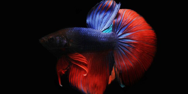 Quand changer l'eau de l'aquarium combattant ?