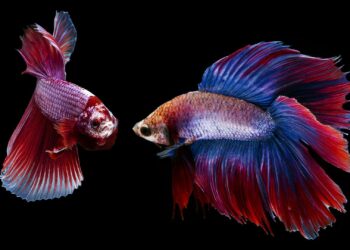 Quand changer l'eau de l'aquarium combattant ?