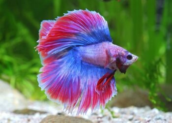 Quand changer l'eau de l'aquarium combattant ?