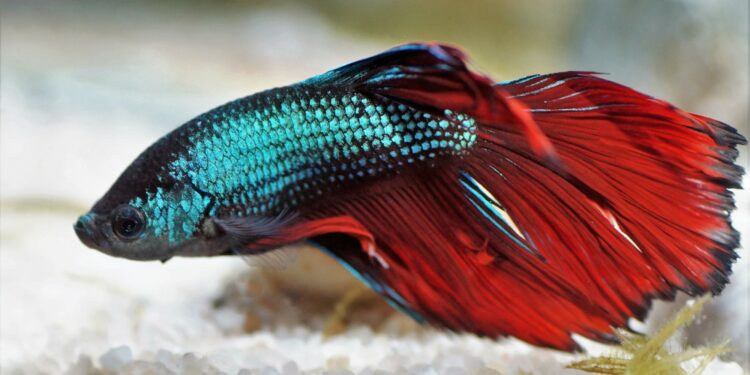 Quand changer l'eau de l'aquarium combattant ?