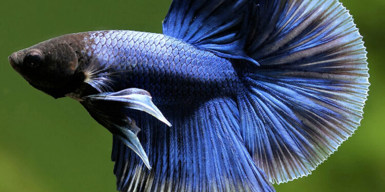 Quand changer l'eau de l'aquarium combattant ?