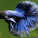 Quand changer l'eau de l'aquarium combattant ?