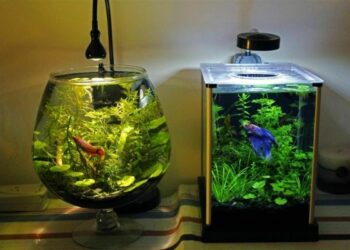 Quand changer l'eau de l'aquarium combattant ?