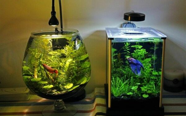 Quand changer l'eau de l'aquarium combattant ?