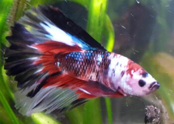 Quand changer l'eau de l'aquarium combattant ?