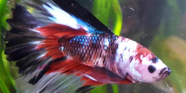 Quand changer l'eau de l'aquarium combattant ?