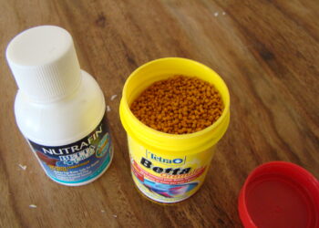 Quand changer l'eau de l'aquarium combattant ?