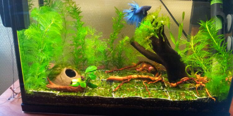 Quand changer l'eau de l'aquarium combattant ?