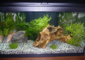 Quand changer l'eau de l'aquarium pour la première fois ?