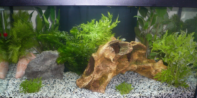 Quand changer l'eau de l'aquarium pour la première fois ?