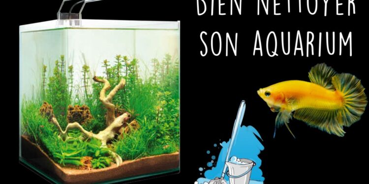 Quand changer l'eau des combattants ?