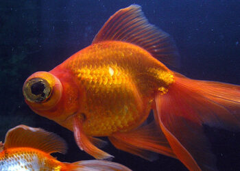 Quand changer l'eau des poissons ?