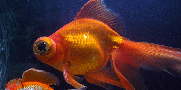 Quand changer l'eau des poissons ?