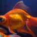 Quand changer l'eau des poissons ?