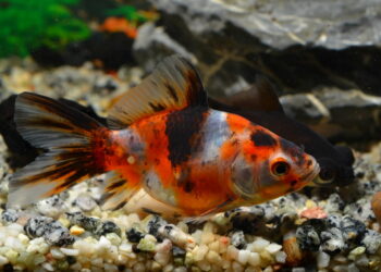 Quand changer l'eau des poissons rouges ?