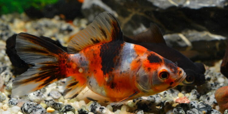 Quand changer l'eau des poissons rouges ?