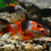 Quand changer l'eau des poissons rouges ?