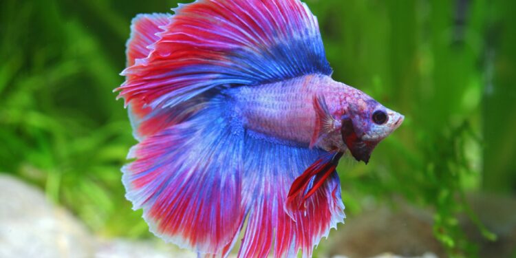 Quand changer l'eau d'un Betta ?