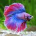 Quand changer l'eau d'un Betta ?
