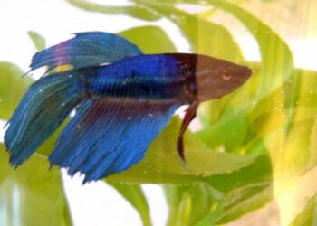 Quand changer l'eau d'un Betta ?