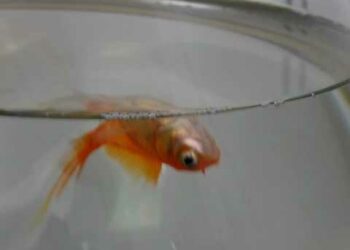 Quand changer l'eau d'un aquarium sans filtre ?