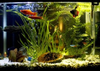 Quand changer l'eau d'un betta ?