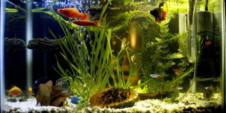 Quand changer l'eau d'un betta ?