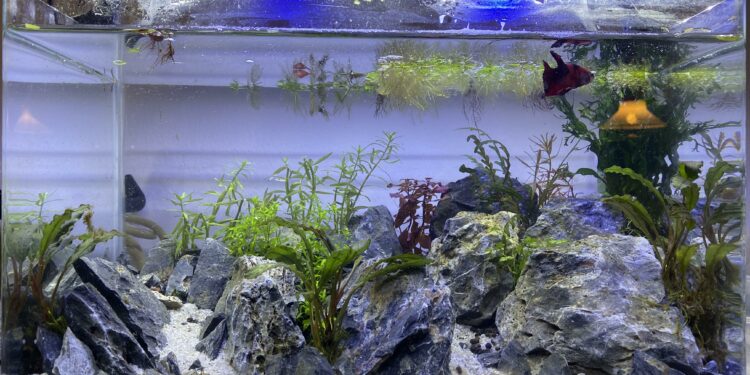 Quand changer l'eau d'un betta ?