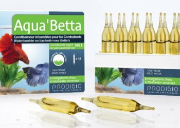 Quand changer l'eau d'un combattant ?