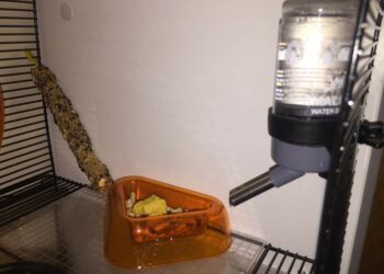 Quand changer l'eau d'un hamster ?