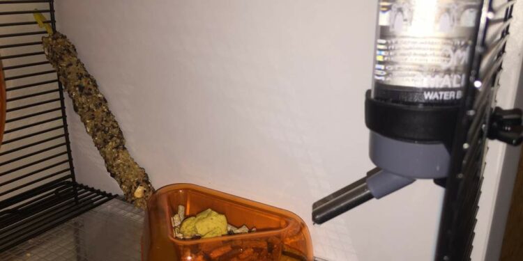 Quand changer l'eau d'un hamster ?