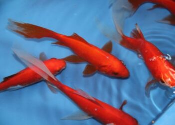 Quand changer l'eau d'un poisson rouge ?