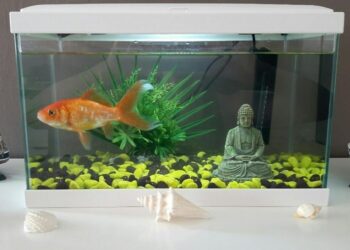 Quand changer l'eau d'un poisson rouge ?