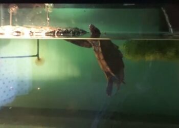 Quand changer l'eau d'une tortue ?