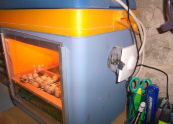 Quand commence à pondre une caille ?