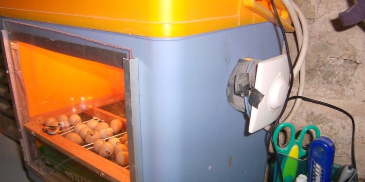 Quand commence à pondre une caille ?