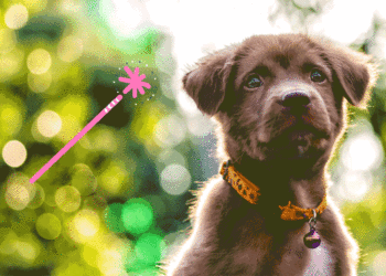 Quand commencer à laisser son chiot seul ?