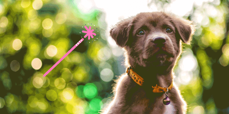 Quand commencer à laisser son chiot seul ?