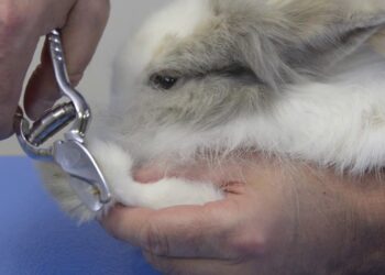 Quand couper les griffes d'un lapin ?