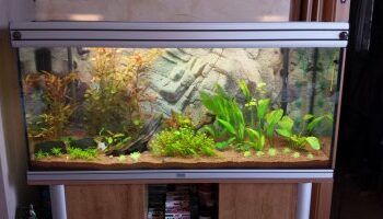 Quand diffuser CO2 dans aquarium ?