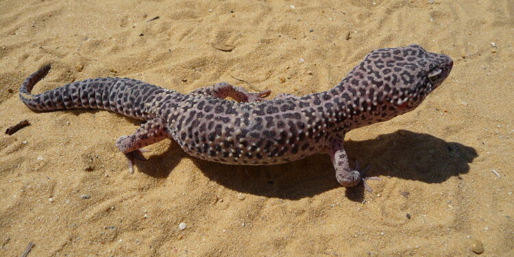 Quand donner à manger à son gecko ?