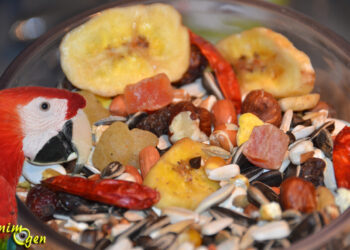 Quand donner à manger à son perroquet ?