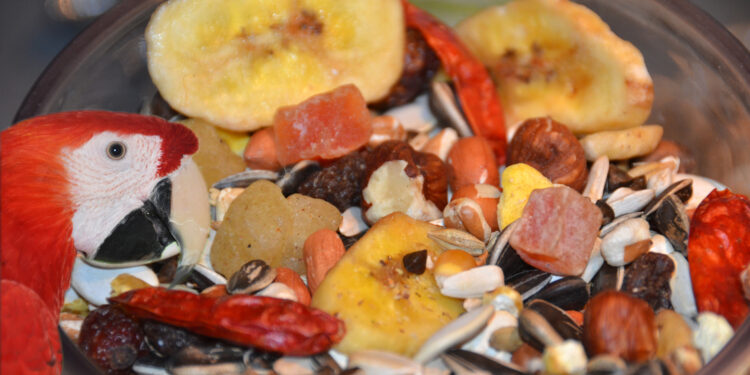 Quand donner à manger à son perroquet ?