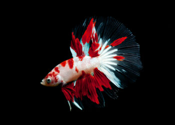 Quand donner à manger à un combattant ?