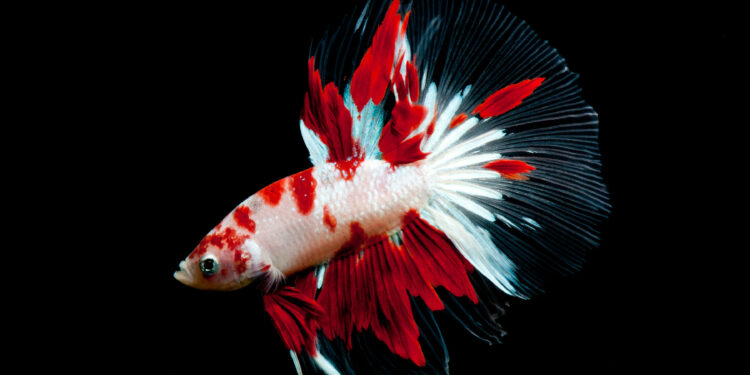 Quand donner à manger à un combattant ?