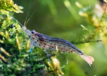 Quand donner à manger à un combattant ?
